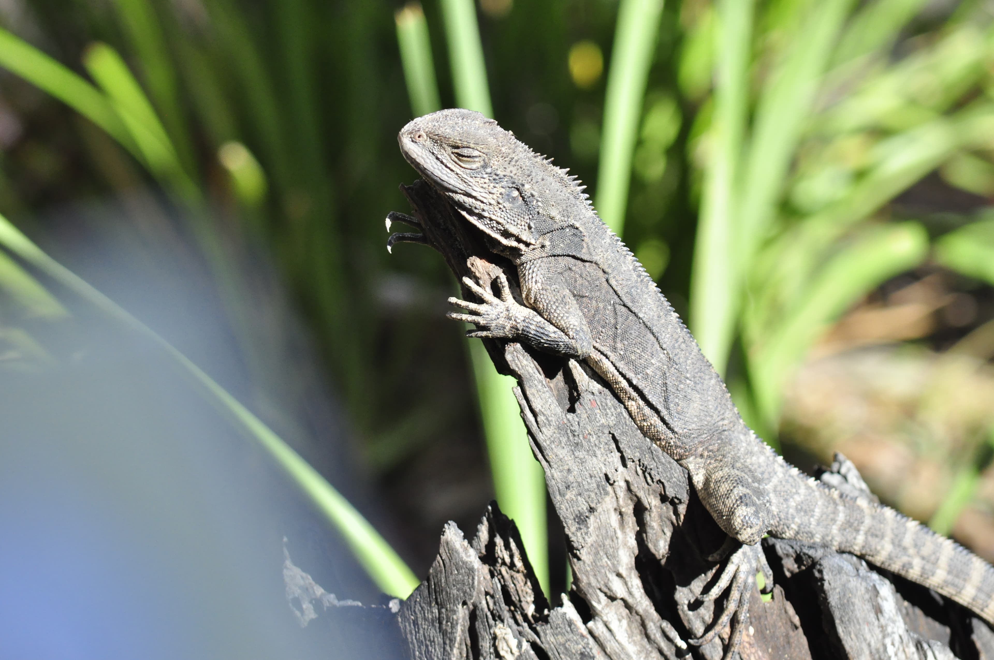 Reptile park 