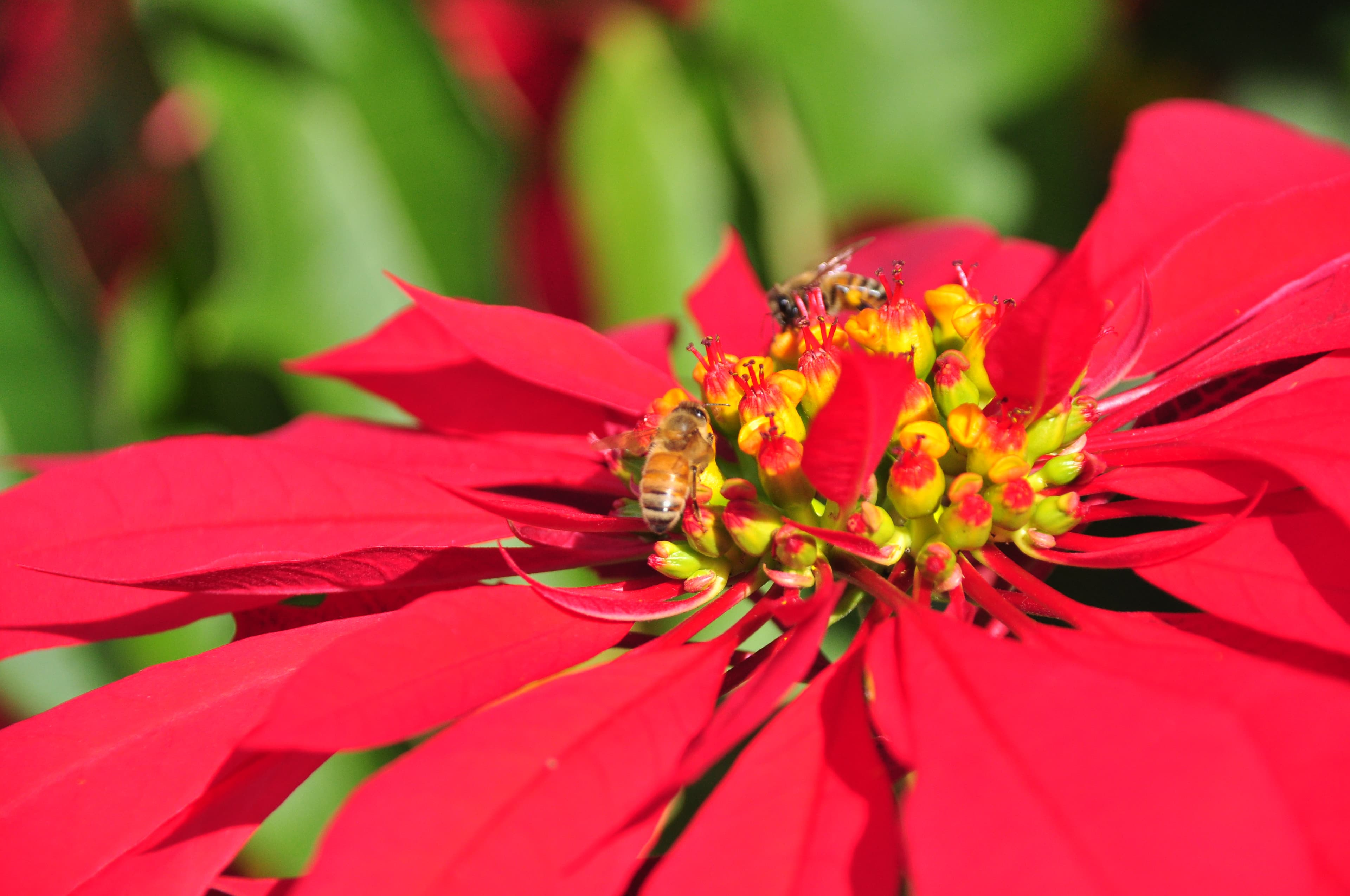 Some flowers