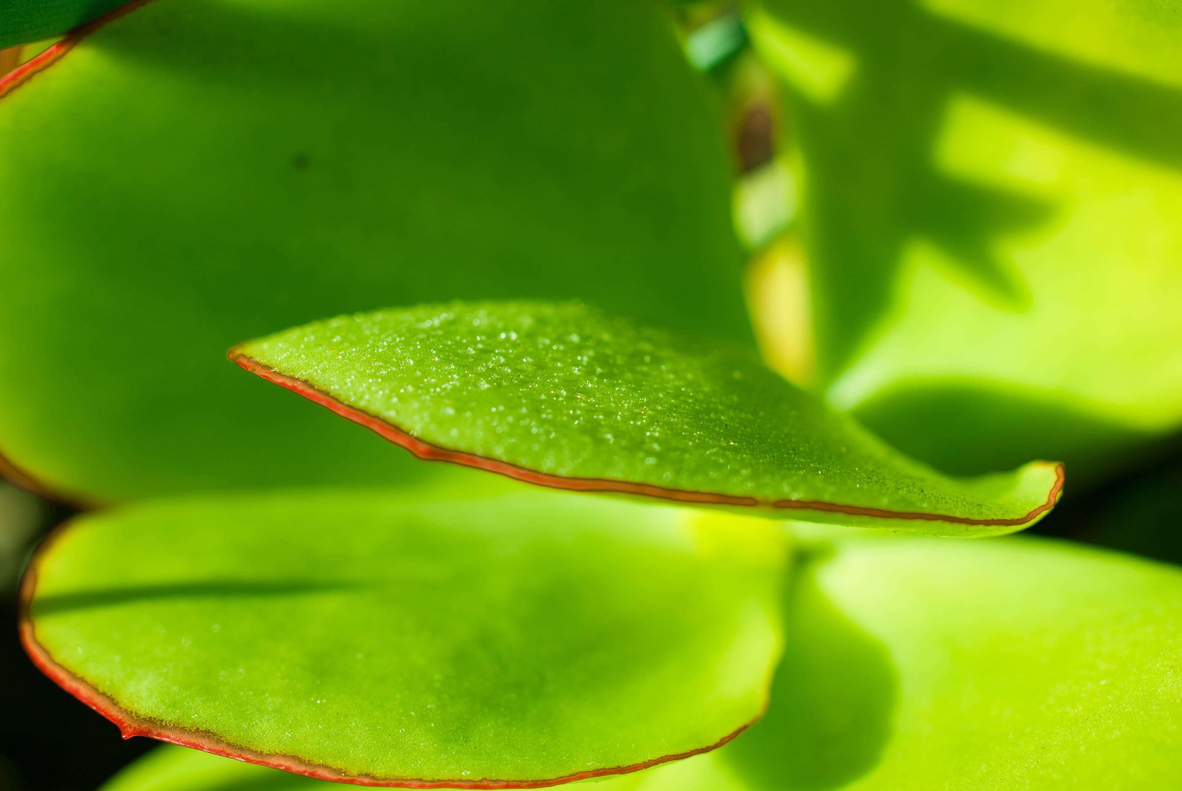 Water droplets on Succulents.