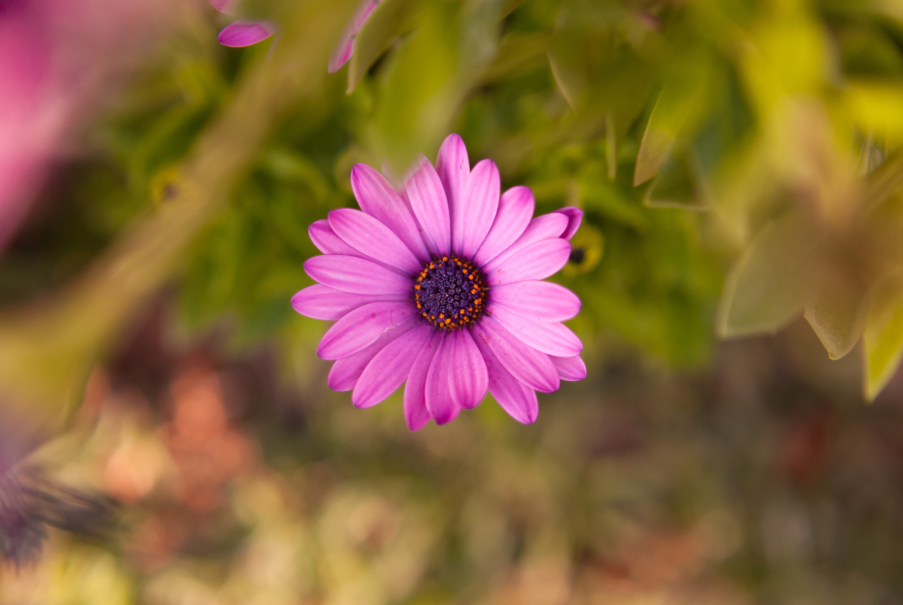 Pink Daisy